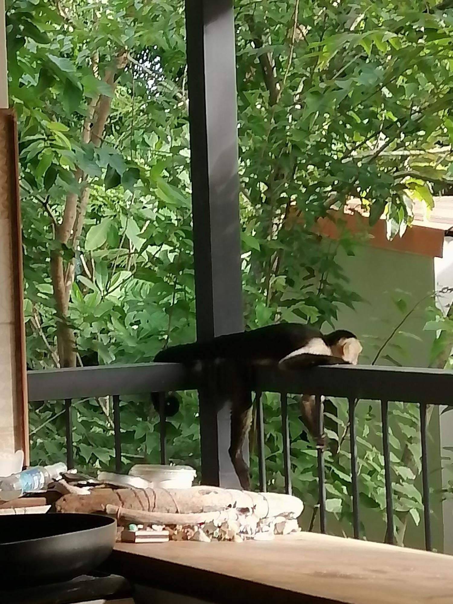 Garza Tigre Apartamentos Cobano Εξωτερικό φωτογραφία
